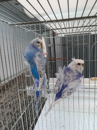 Ultima coppia