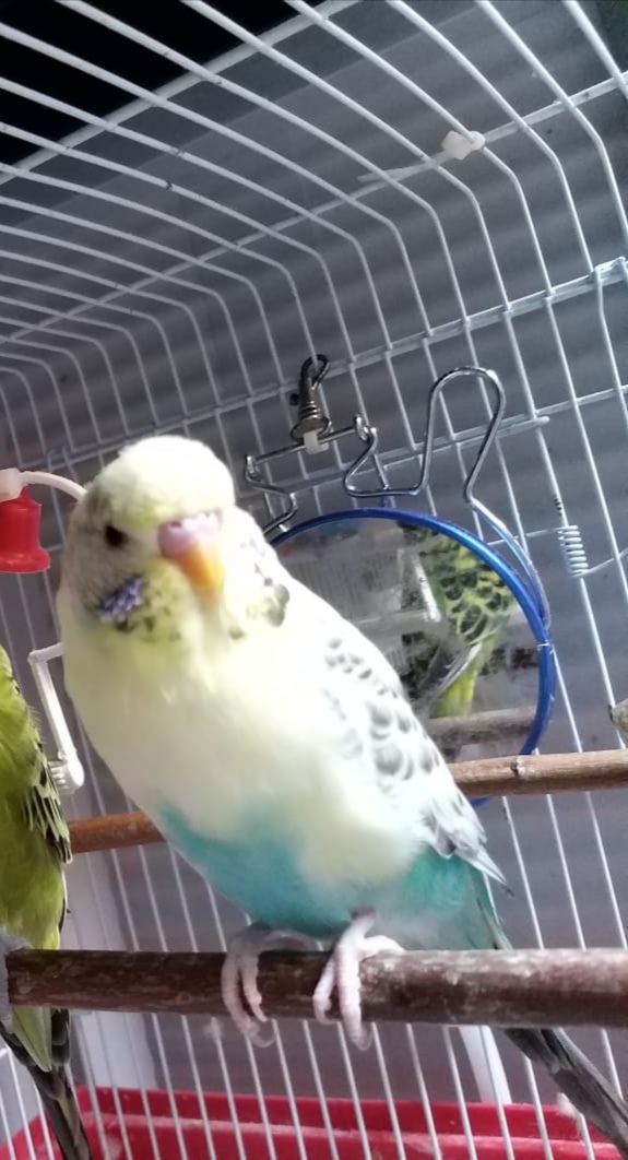 Sesso e
mutazionecocorita