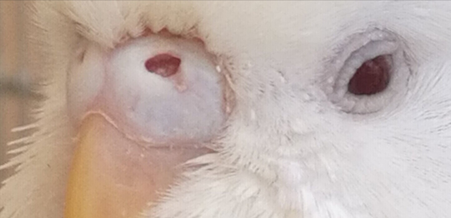 Sesso coco albino/a
