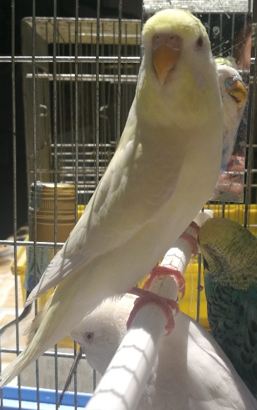 Sesso coco albino/a