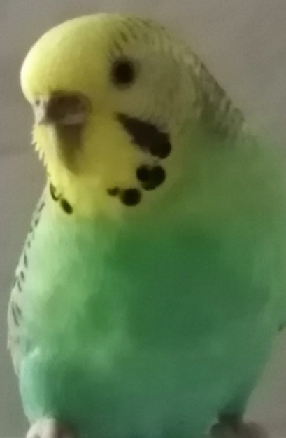 Occhi coco