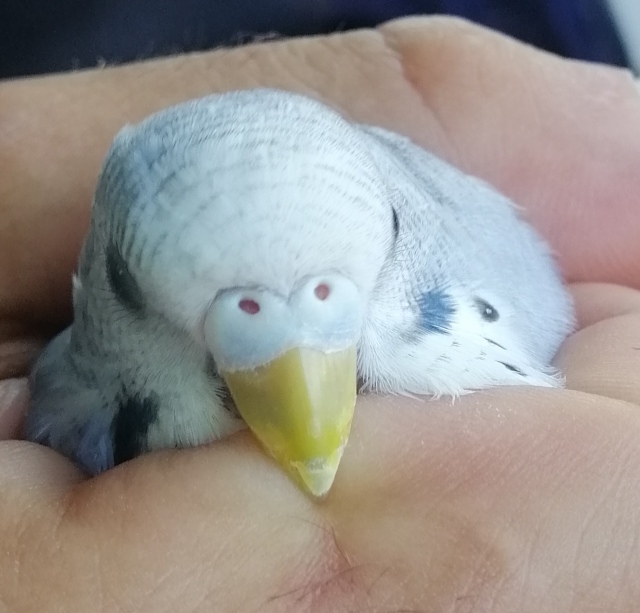 SESSO COCORITA GRIGIO