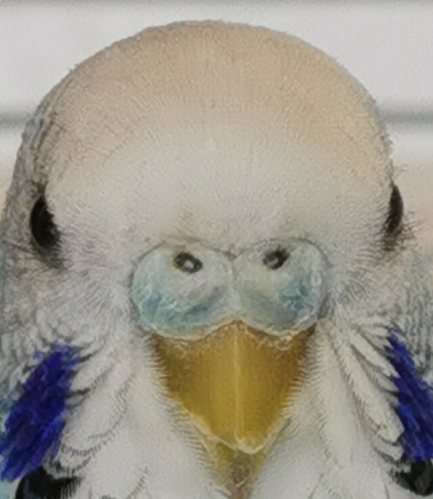 Sesso