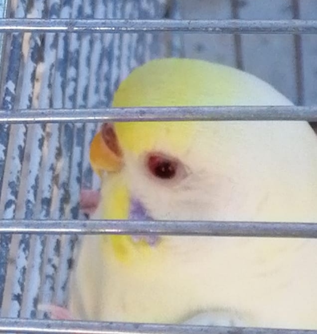 Occhio rosso