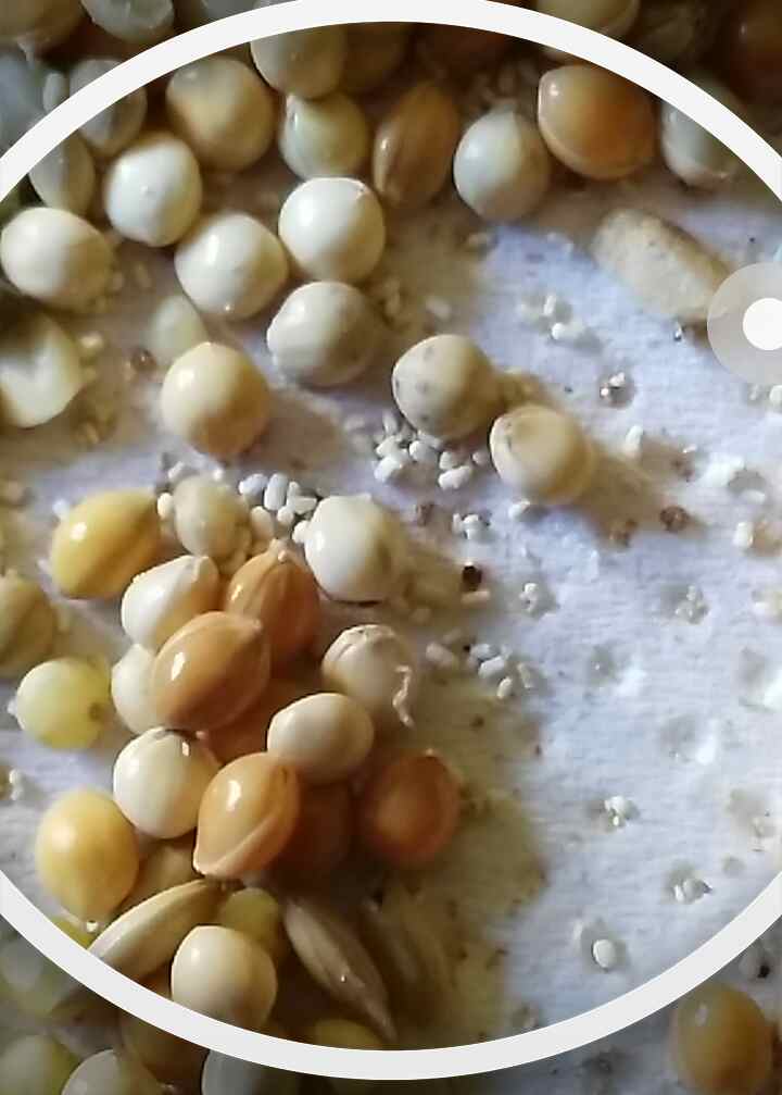Semi contenti cose
bianche (uova?)