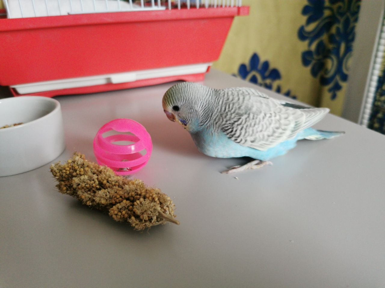 Dubbi, pullo 31 giorni