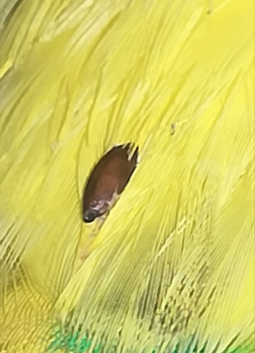 Cocorite malata