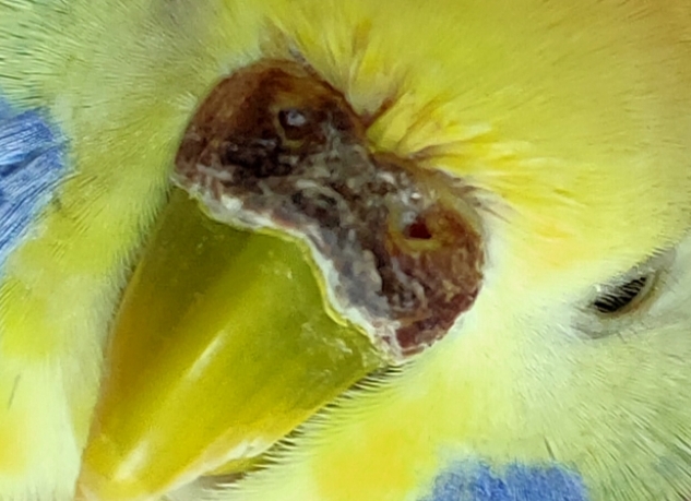 Picco ormonale o altro?