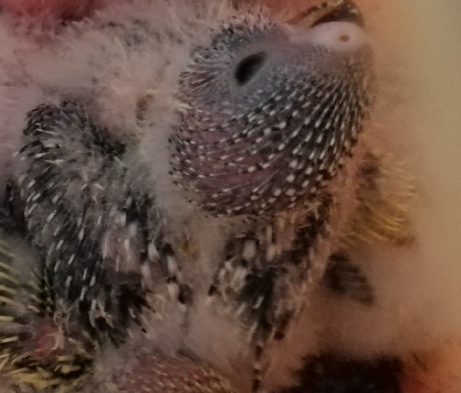 GENIALOGIA COCORITA