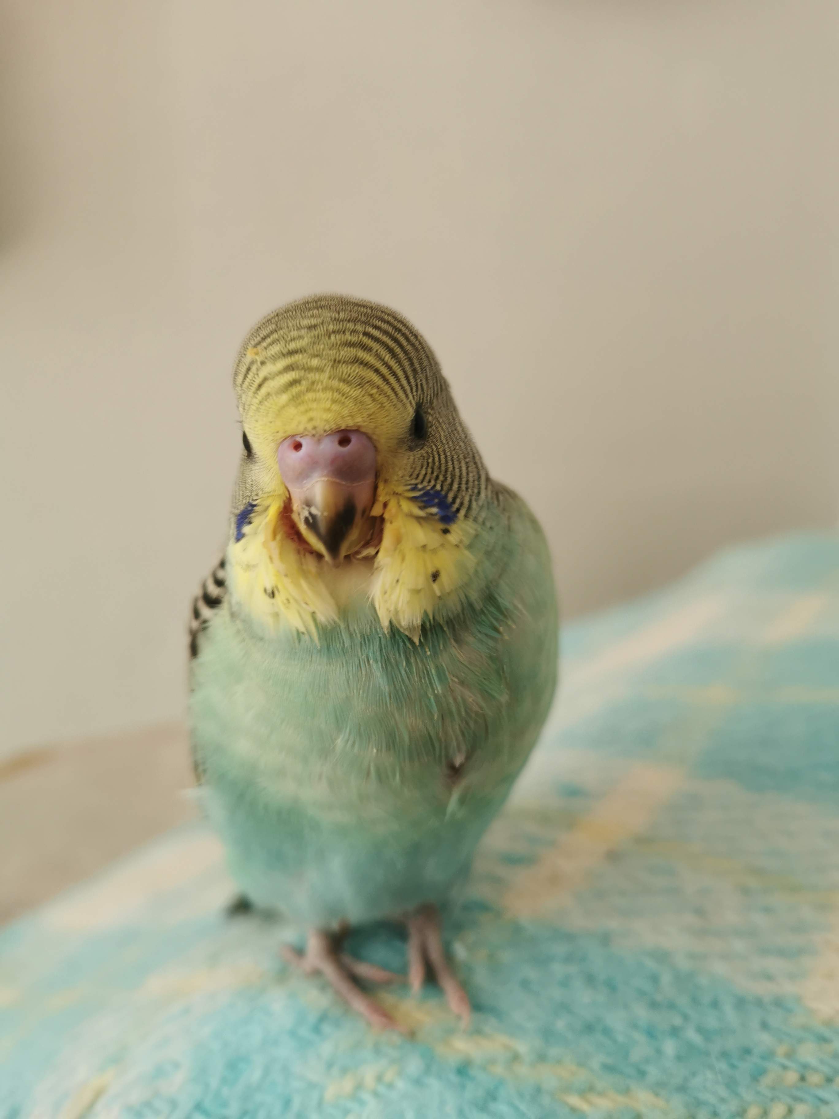 Aggiornamento pullo