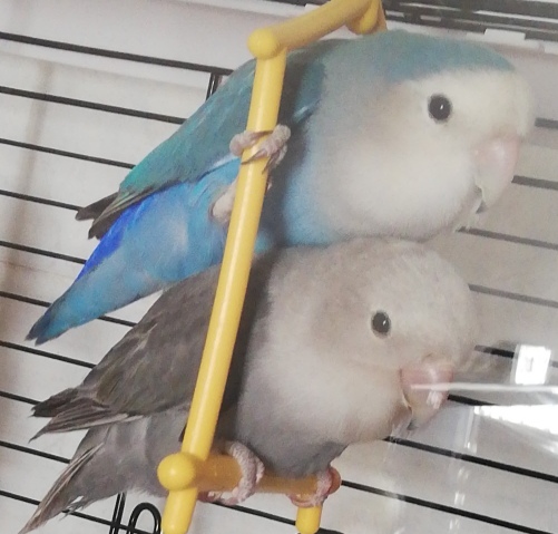 Coppia di inseparabili
sterile?