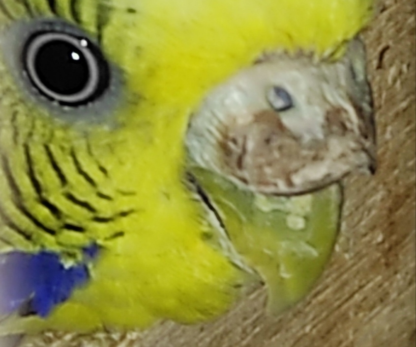 Cera rialzata