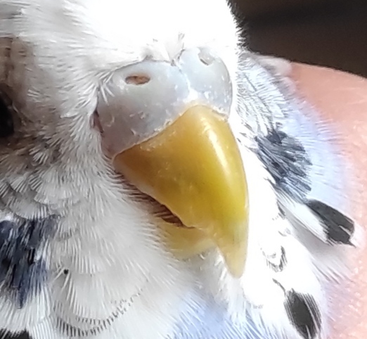 Sesso coco