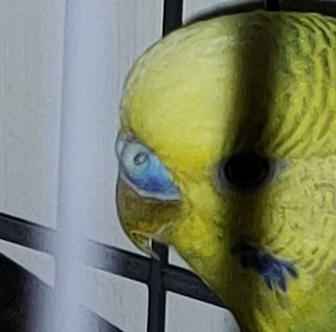Sesso