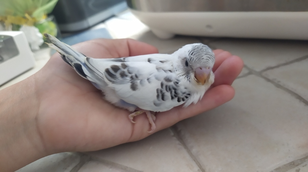 Età del pullo