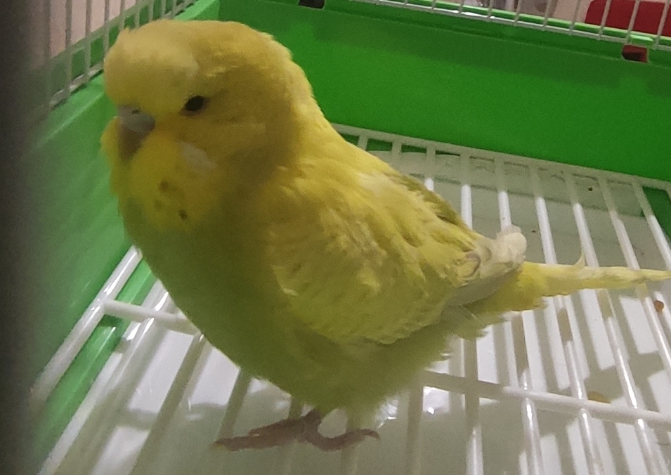 Coco maggiorata o
sologonfia?