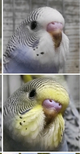 Sesso coco