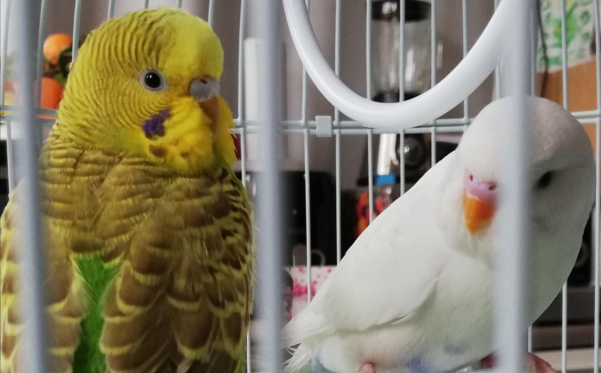 sesso e età coco