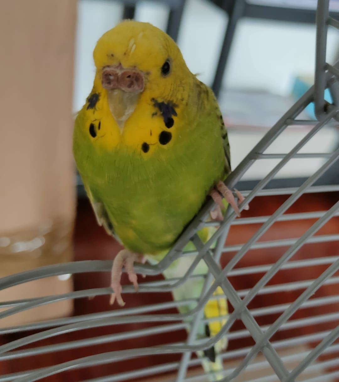Coco malata?