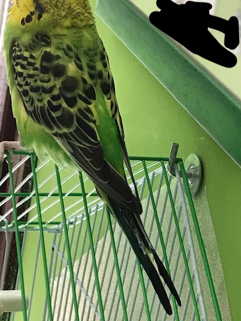 perdita piume coda