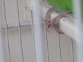 ferita ( a Evidi) dopo
la rimozione di cacca
dalla zampetta di Evidi