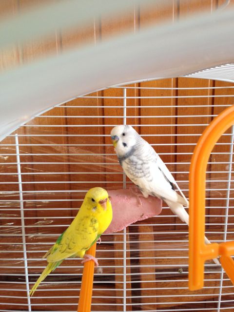 Le mie cocorite :) chene
pensate?