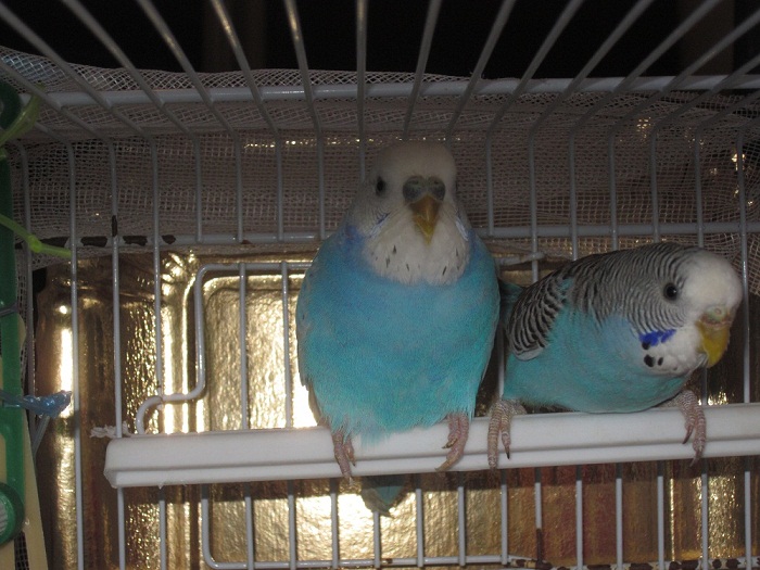 vi presento summer e
saphira