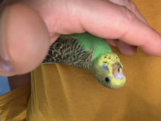 eta piccolo coco