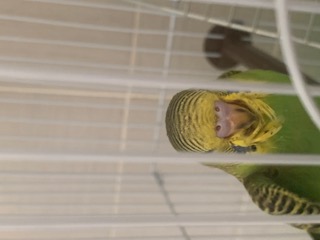 eta piccolo coco