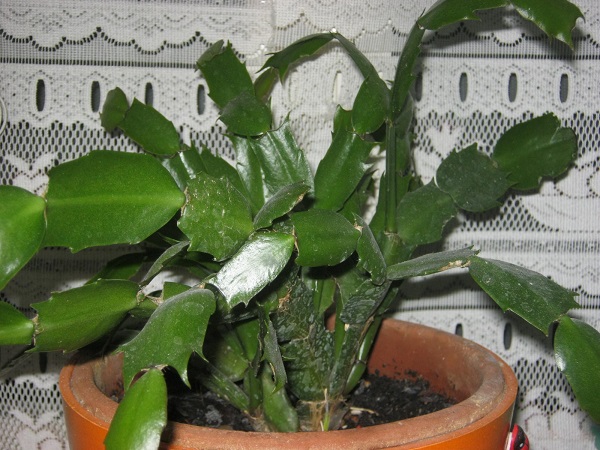 Pianta Velenosa?