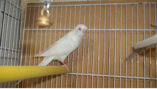 prova foto dei miei coco