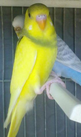Sesso coco
