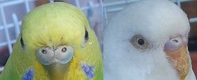 picco ormonale e sesso
cochino albino