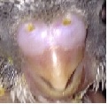 AIUTO !!!!!!!!maschioofemmina?
