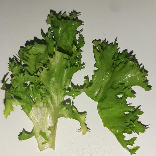 Mangiare Lattuga riccia?