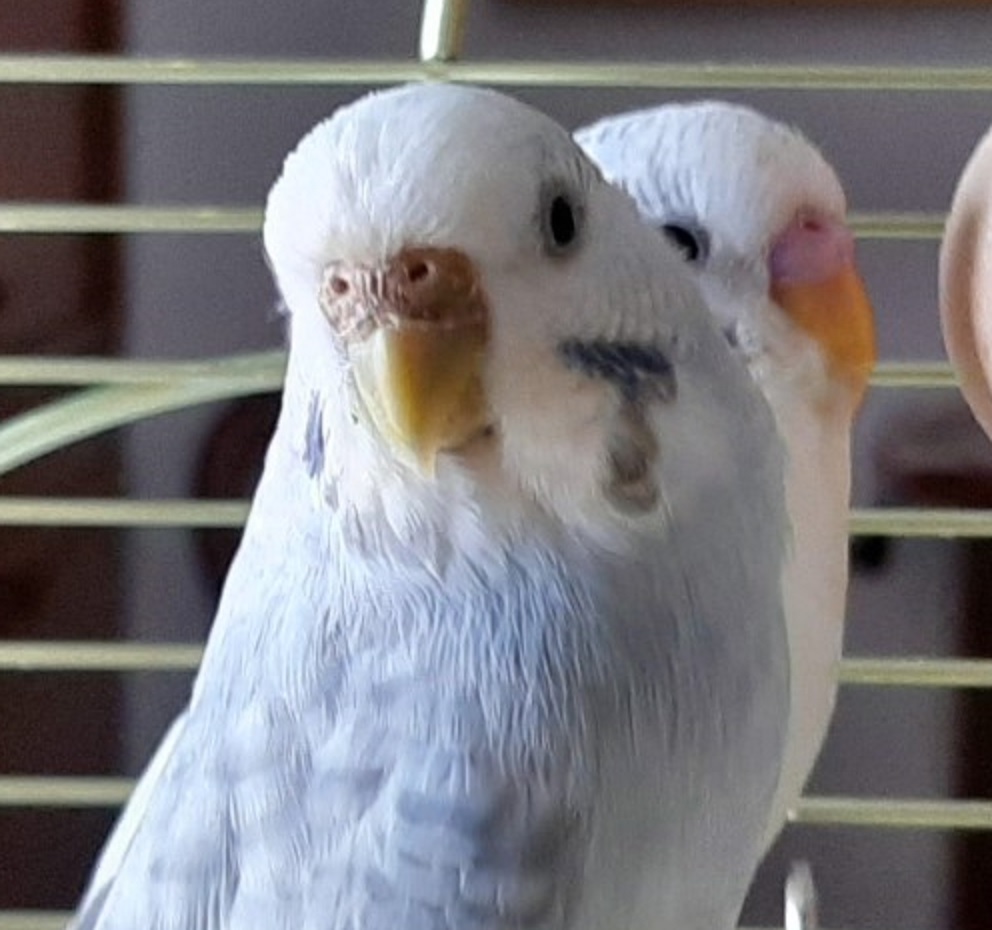 Accoppiamento coco