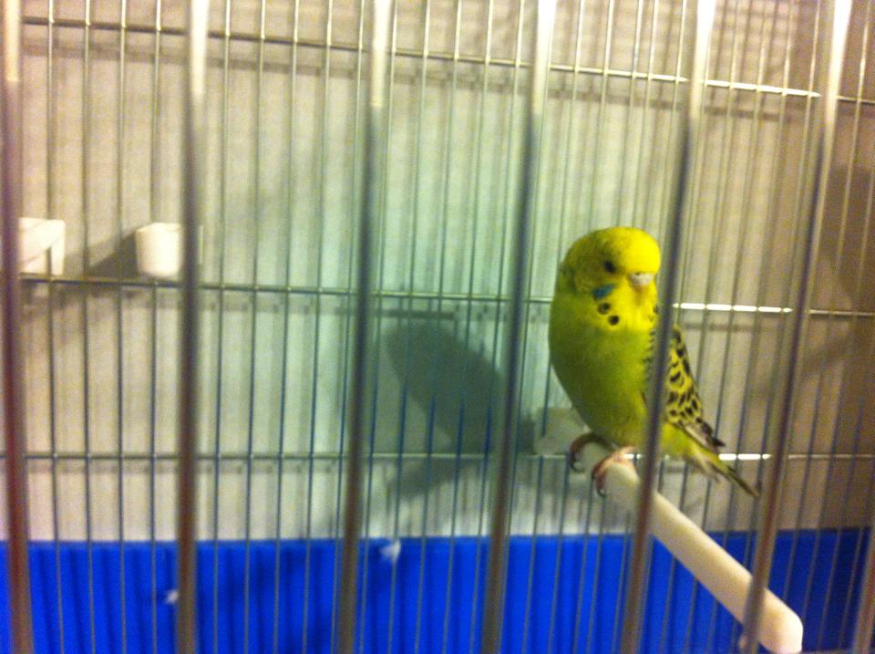 Vi presento Charly e
Lola