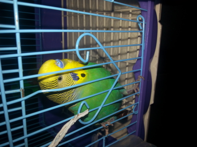 kiko