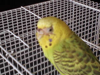 Perdita di piumaggio!!!