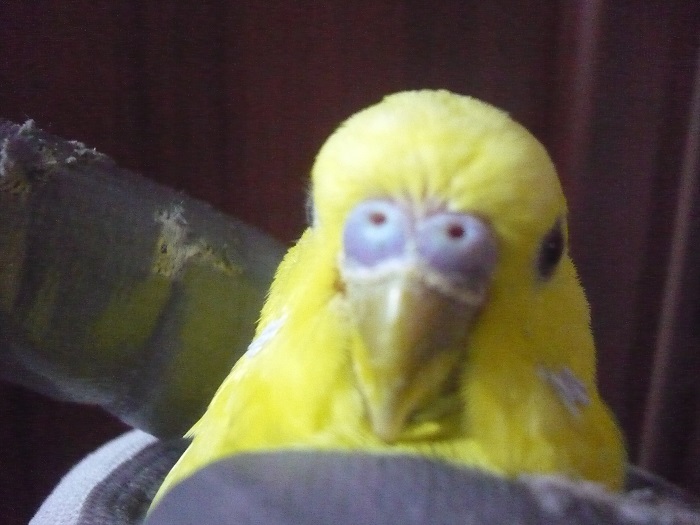 SESSO ED  ETA  COCO