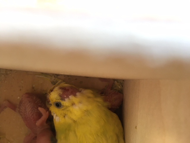 Urge soluzione al
pià¹presto ( cova
inpericolo)