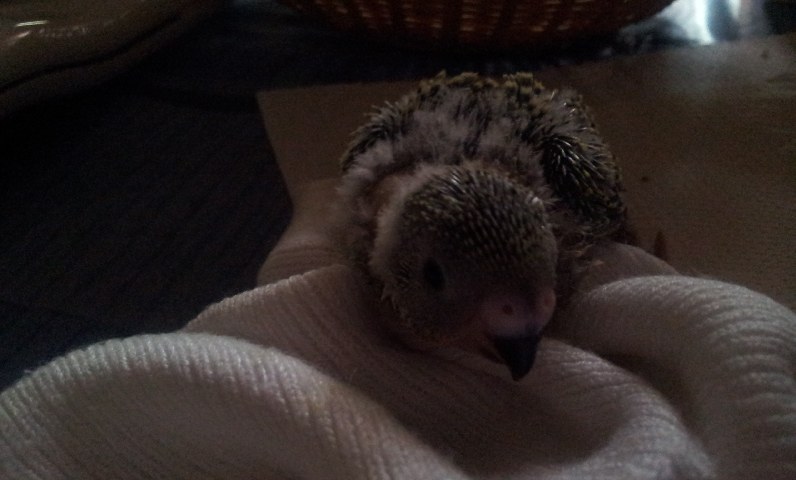 Vi presento Tommy