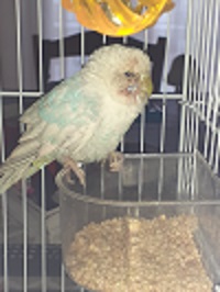 PIUME ARRUFFATE