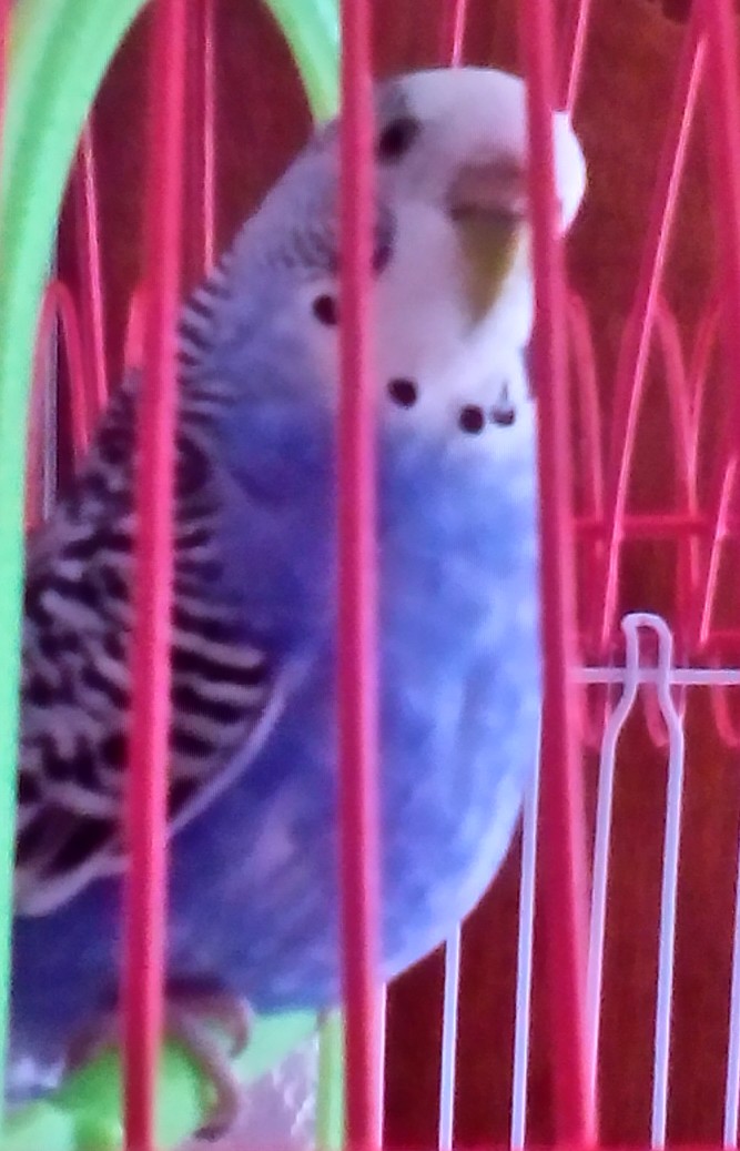 cocorita femmina pancia
gonfia
