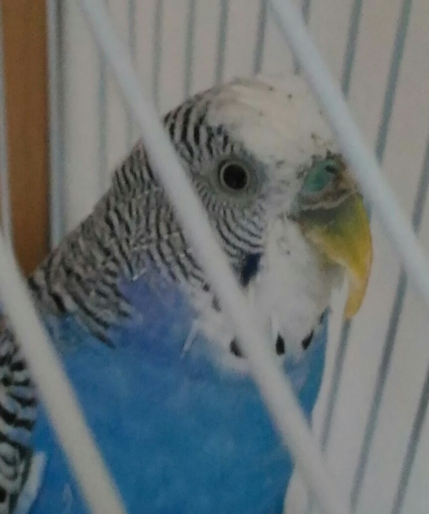 Cocorita malata