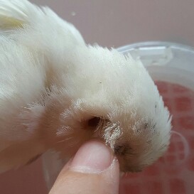 Canarino con buco nel
collo EMERGENZA