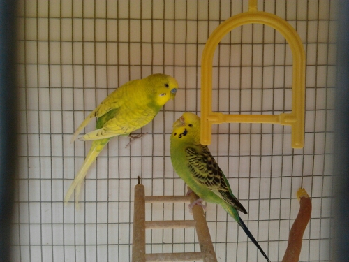 Vi presento Chicco e
Oliva.