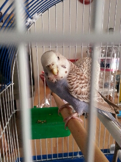 help.taglio del becco
riuscito ma uova in
pericolo