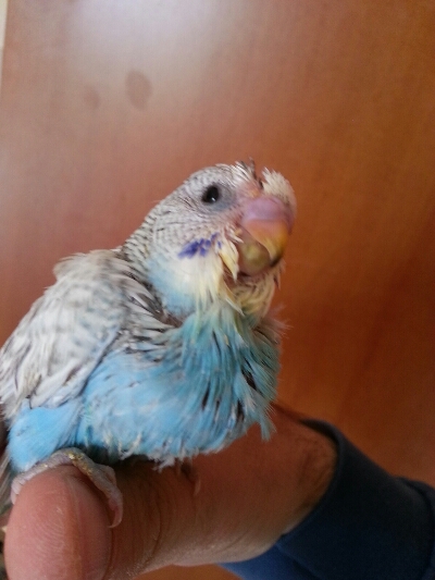 pullo con un solo occhioo forse cieco.puosopravvivere?