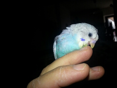 pullo con un solo...